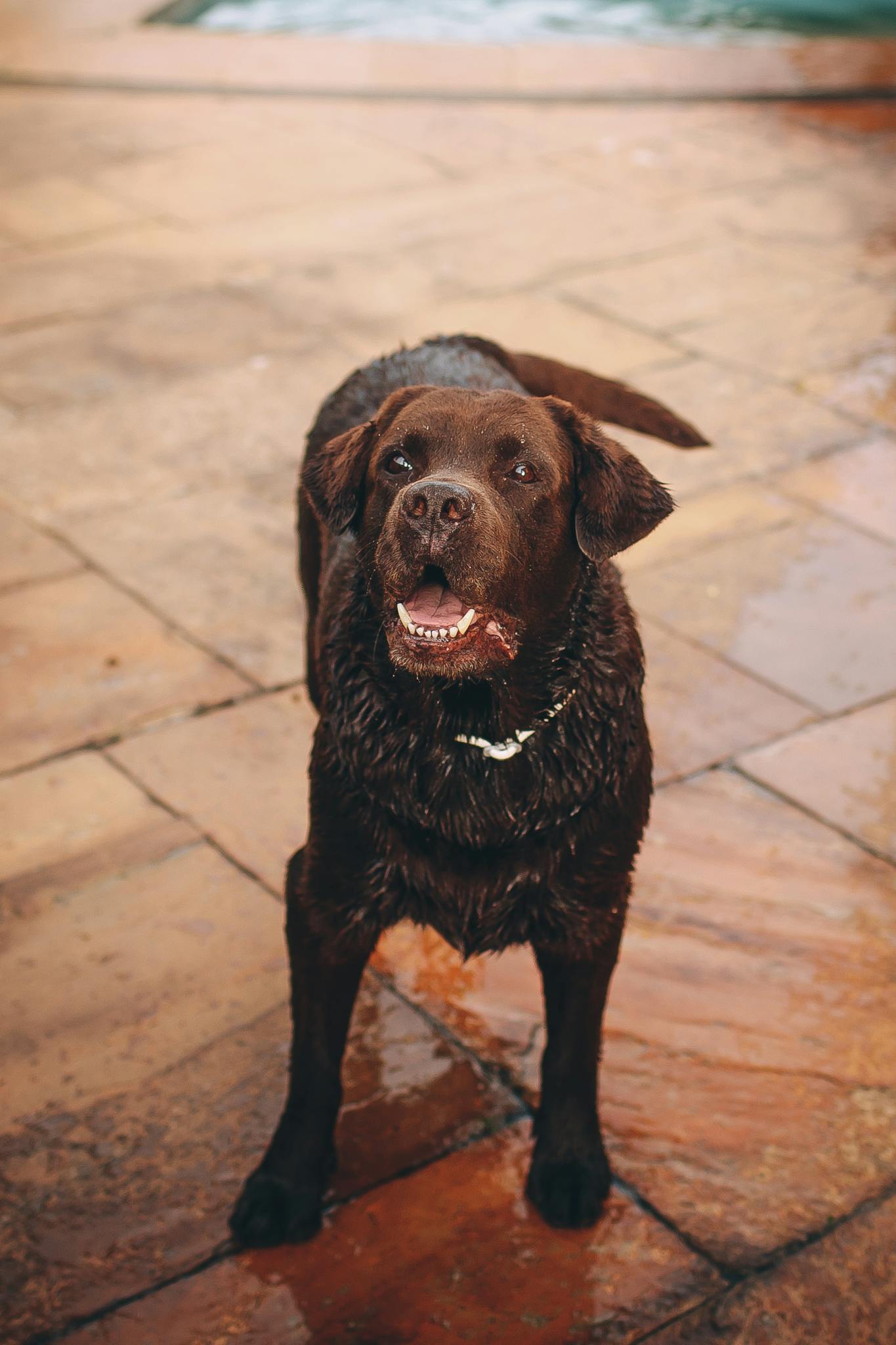 A cheerful chocolate Labrador Retriever enjoying a summer day by the pool.